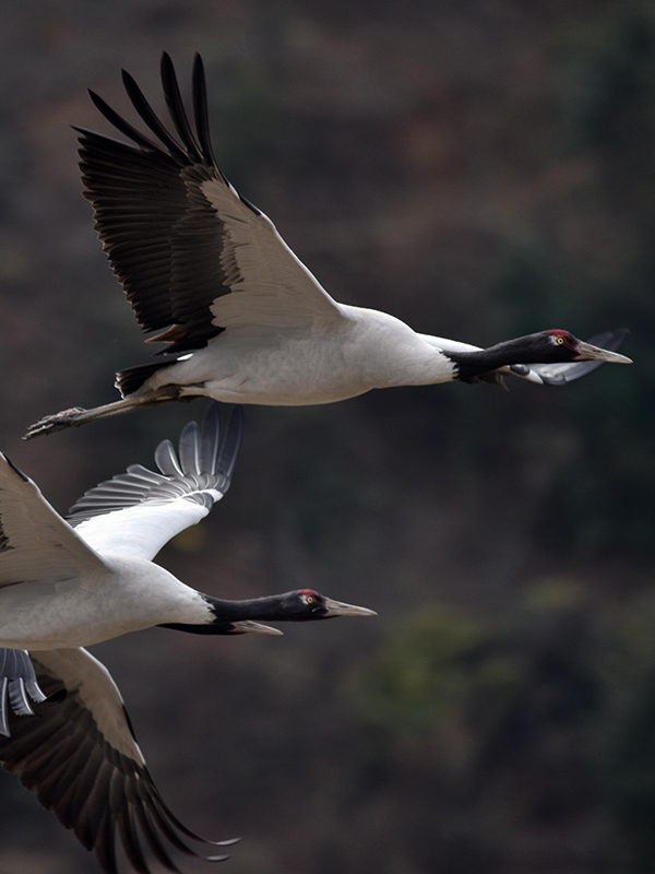 Photo Credit: Department of Tourism, Bhutan. Photo by Carissa Nimah